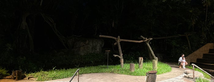 Night Safari Amphitheatre is one of Singapore.