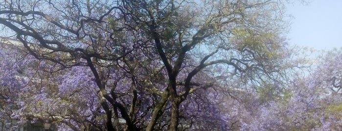 Patio de las jacarandas is one of Luisさんのお気に入りスポット.