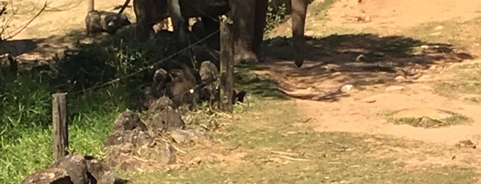 Zooparque Itatiba is one of Vanessa : понравившиеся места.