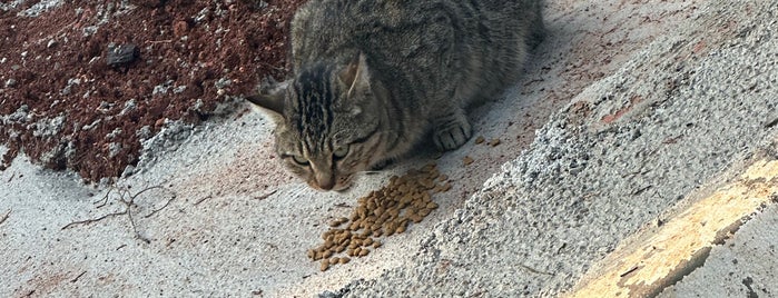 Akbelen Asri Mezarlığı is one of Mersin-Tarsus.