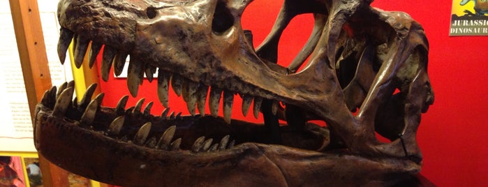 Dinosaur Museum is one of DORSET JOLLY HOLS.
