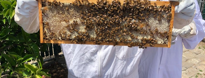 San Francisco Honey and Pollen Company is one of Orte, die Adena gefallen.
