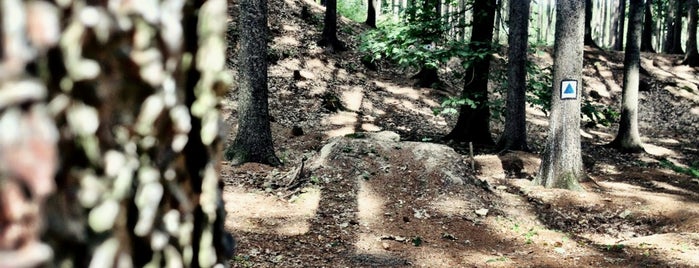 Cyklostezka Horice / Modrej Singltrek is one of MTB v Česku.