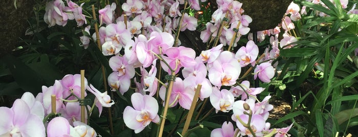 Extraordinary Orchids is one of Epcot International Flower & Garden Festival.