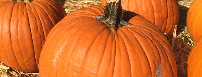 Stanly Ranch Pumpkin Patch is one of SFBayArea_FamilyPlaces.