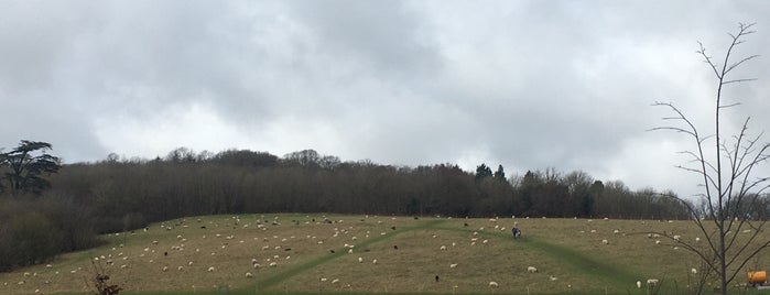 Stanmer Park is one of dog.