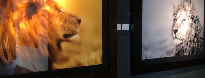 National Geographic | Fine Art Galleries is one of gallery.
