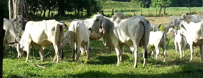 Cariari is one of Costa Rica.