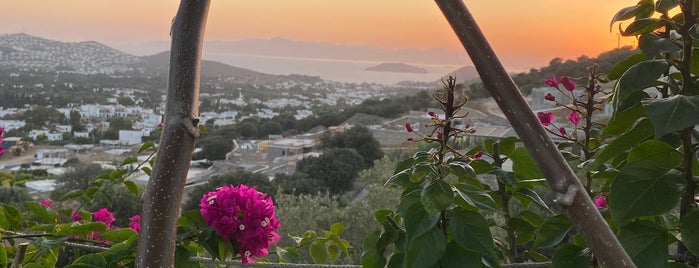 Greta is one of Nazım's Saved Places.