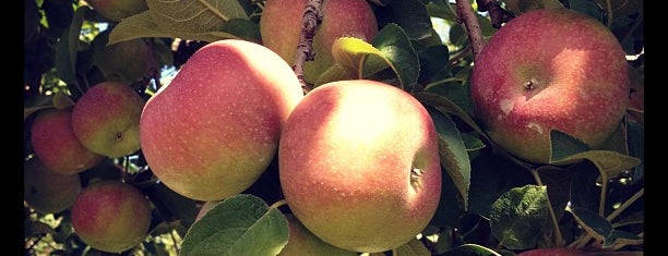 Applewood Orchards & Winery is one of Storm King excursion.