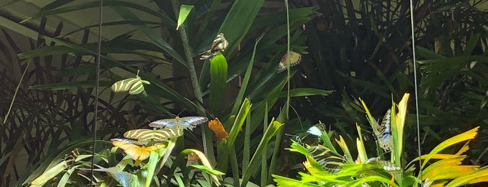 Butterfly Conservatory is one of Orte, die Zayed gefallen.