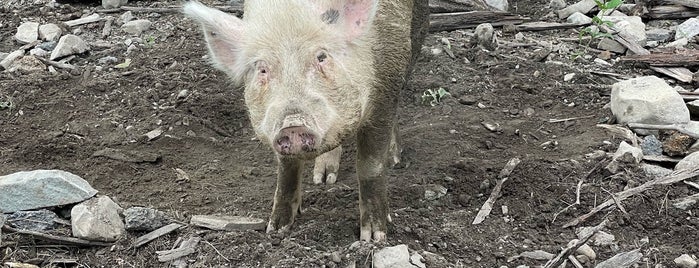 Space Farms Zoo & Museum is one of Upstate NY.