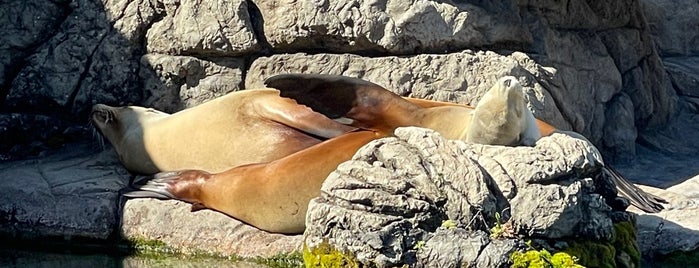 Sea Lion Court is one of NYC.