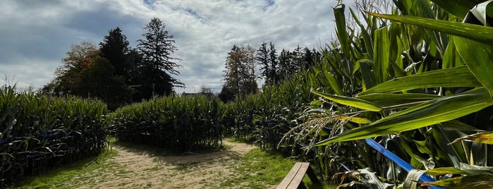 Stony Hill Farm Corn Maze is one of Favorite places.