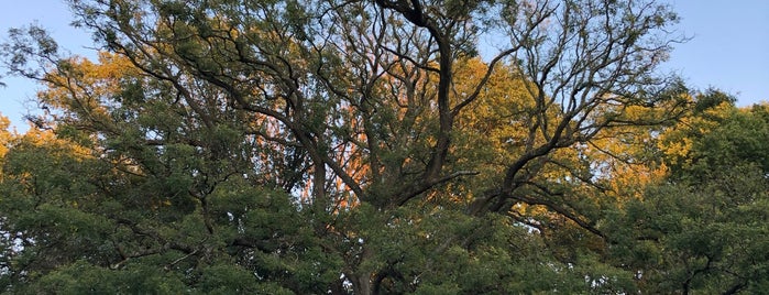 Japanese Pagodatree is one of Albert : понравившиеся места.