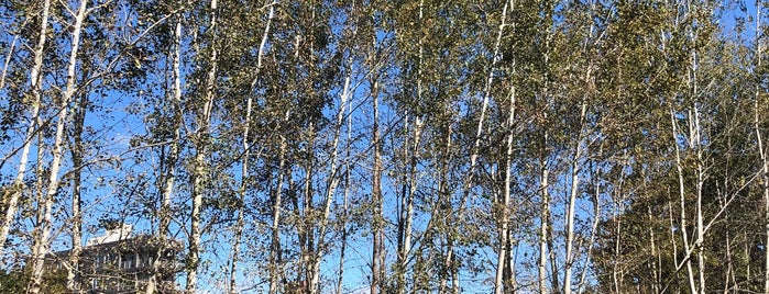 Grove of Quaking Aspen is one of Parks/Gardens/Trails.