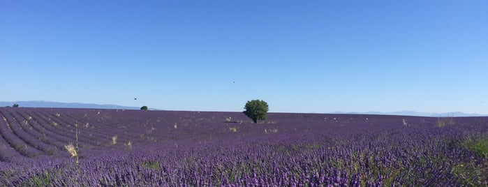 Valensole is one of EU - Strolling France.