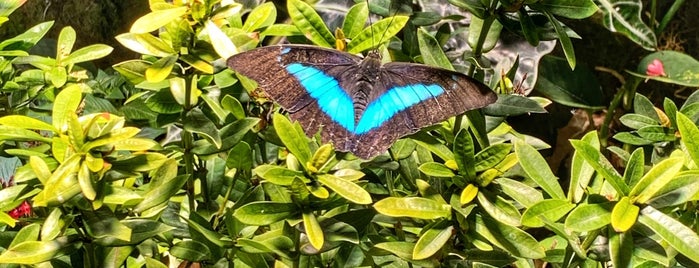 Butterfly Conservatory is one of Zayed'in Beğendiği Mekanlar.