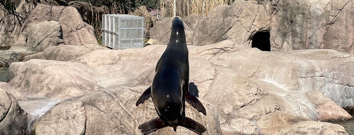 Sea Lion Pool is one of Bronx Zoo.
