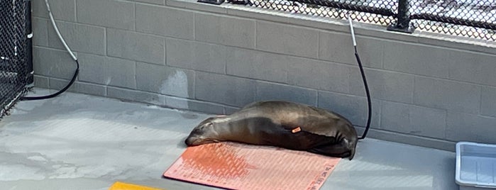 The Marine Mammal Center is one of Weekend trips.
