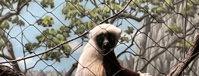 Madagascar is one of Bronx Zoo.