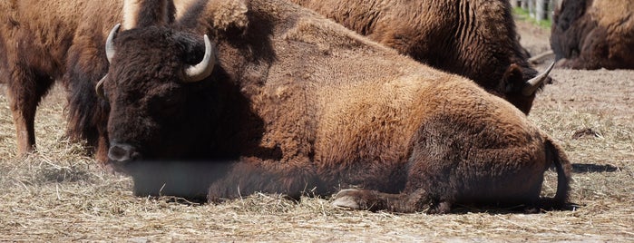 Bison Pen is one of Bronx Zoo.