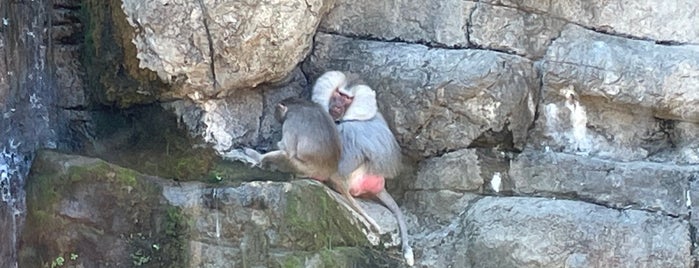 Hamadryas Baboons is one of Prospect Park.