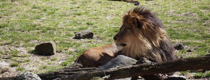 African Lions is one of Bronx Zoo.