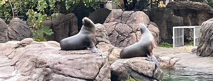 Sea Lion Pool is one of Kevinさんのお気に入りスポット.