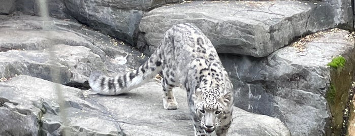 Snow Leopard is one of Lieux qui ont plu à Lizzie.