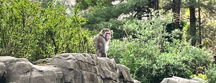 Snow Monkeys is one of Lugares en NYC.