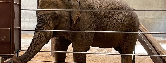 Elephant House is one of The 15 Best Zoos in Washington.