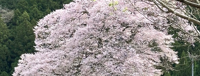 牛代のみずめ桜 is one of Sakura.