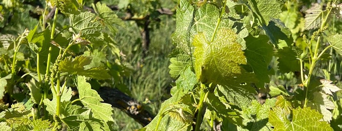 Arcadia Vineyards is one of Trakya Şarapları.