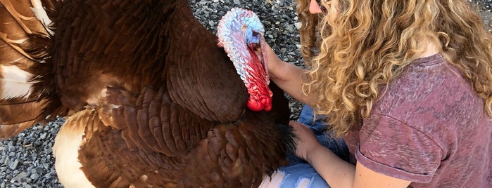 Breezy Hill Alpaca Farm is one of one of these days: yarn.