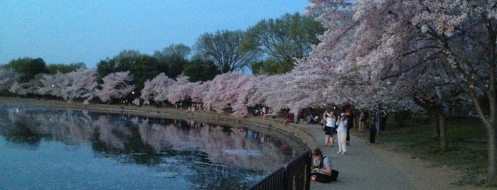 Cherry Blossoms is one of Washington DC Virtual Tour.