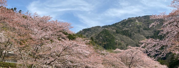 桜公園(和らぎの道) is one of Kyoto.