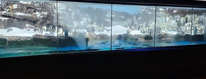 Penguin Encounter is one of SeaWorld San Antonio.