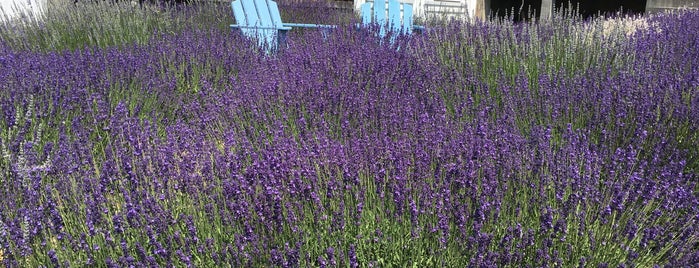 Glendarragh Lavender: The Fragrance Farm is one of Maine.