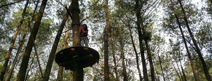 Kopeng Treetop Adventure Park is one of Must-visit Great Place in Ambarawa-Salatiga.
