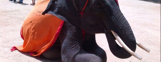 Nong Nooch Elephant Show is one of Pattaya - Jomtien.
