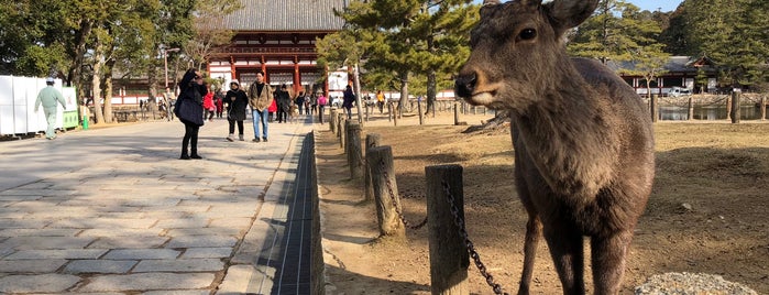 Todai-ji Temple is one of Nara.