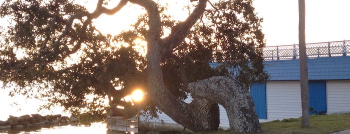 The Bent Over Tree on Rockledge Drive is one of Space Coast, Florida.