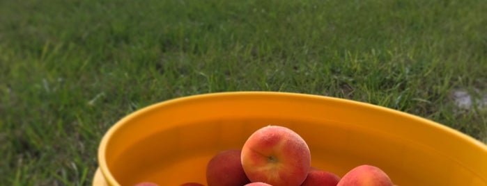 Deer Park Peaches is one of Space Coast, Florida.