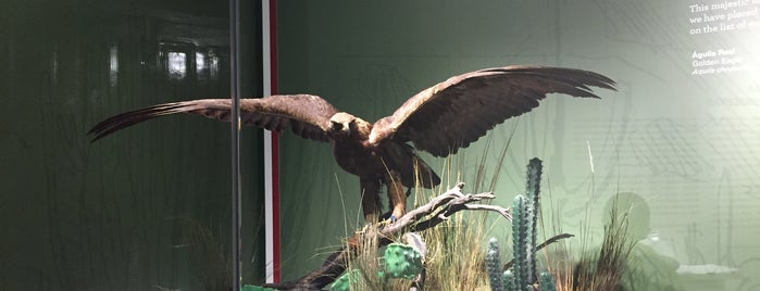Museo de las aves is one of Tempat yang Disukai Dave.