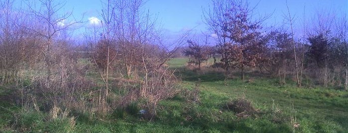 Hackney Marshes is one of England II.
