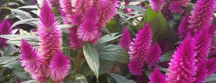 The Covent Garden Academy Of Flowers is one of Lieux qui ont plu à Sinem.