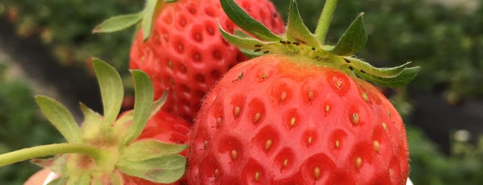 Strawberry Farm is one of Seoul : ) Knosh & Fancy Stuff.