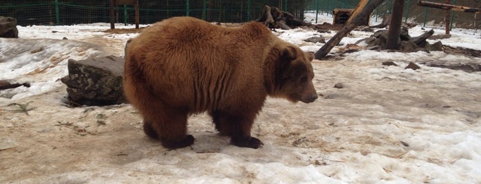 Центр реабілітації бурих ведмедів is one of Locais curtidos por Alyona.