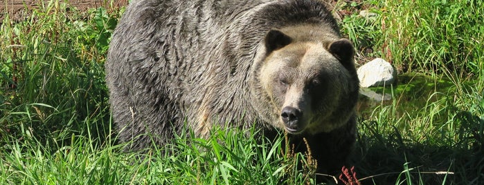 Grizzly Bear Habitat is one of Actividades.